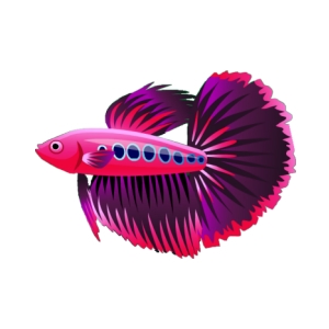 Pink Passion Betta